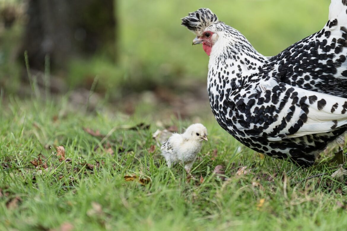 Nahaufnahme von einem jungen Appenzeller Spitzhaubenhuhn mit der Mutter