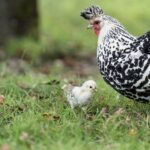 Nahaufnahme von einem jungen Appenzeller Spitzhaubenhuhn mit der Mutter
