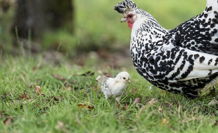 Nahaufnahme von einem jungen Appenzeller Spitzhaubenhuhn mit der Mutter