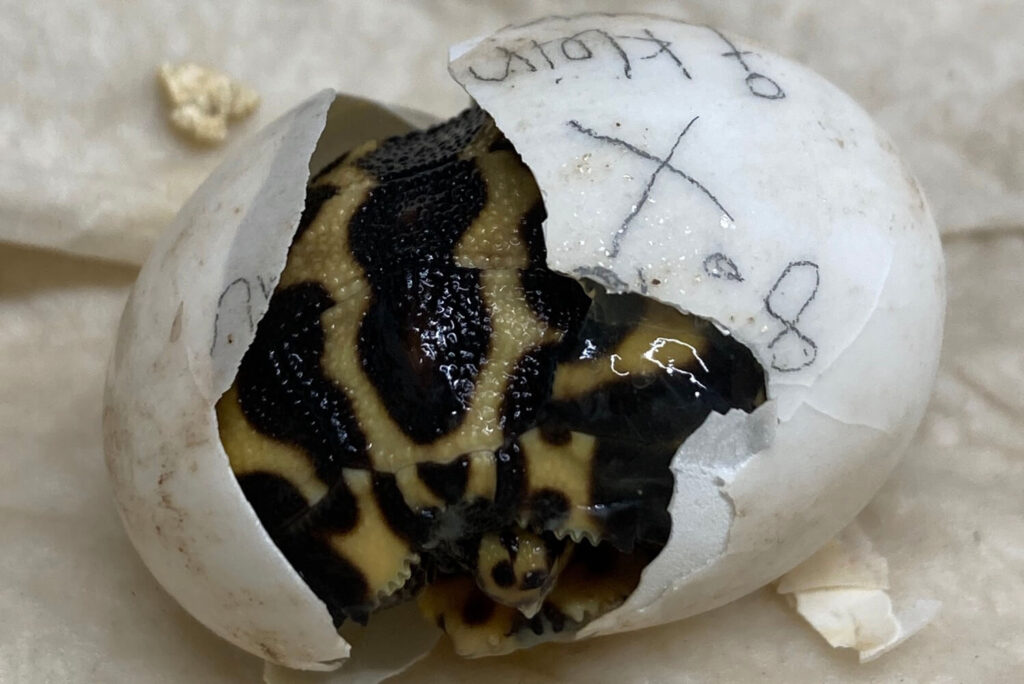 Nahaufnahme von einer Flachrückenschildkröte die aus einem Ei schlüpft