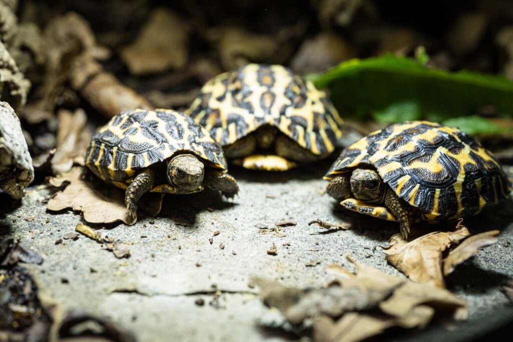 Nahaufnahme von drei Flachrückenschildkröten