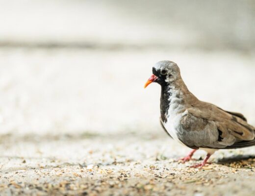 Nahaufnahme von einem Kaptäubchen