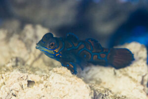 Nahaufnahme von einem Mandarinfisch Jungtier