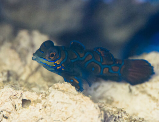 Nahaufnahme von einem Mandarinfisch Jungtier