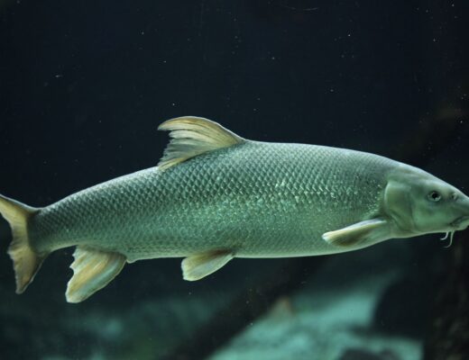 Nahaufnahme von einer Barbe