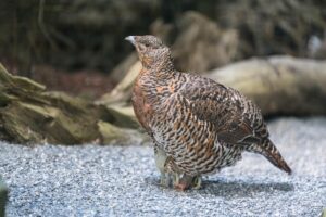 Nahaufnahme von einem Auerhuhn mit Jungtier