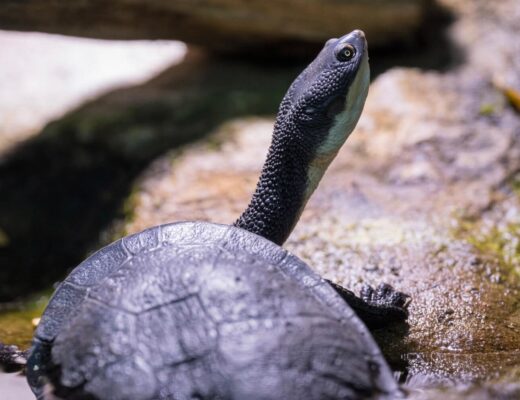 Nahaufnahme einer Australische Schlangenhals-Schildkröte