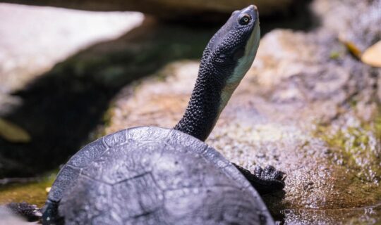 Nahaufnahme einer Australische Schlangenhals-Schildkröte