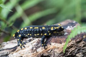 Nahaufnahme von einem Feuersalamander