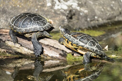 Nahaufnahme von zwei Rotwangen-Schmuckschildkröten