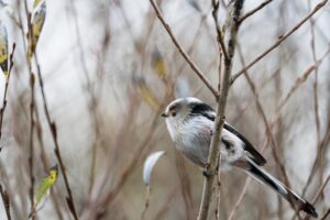 Nahaufnahme einer Schwanzmeise