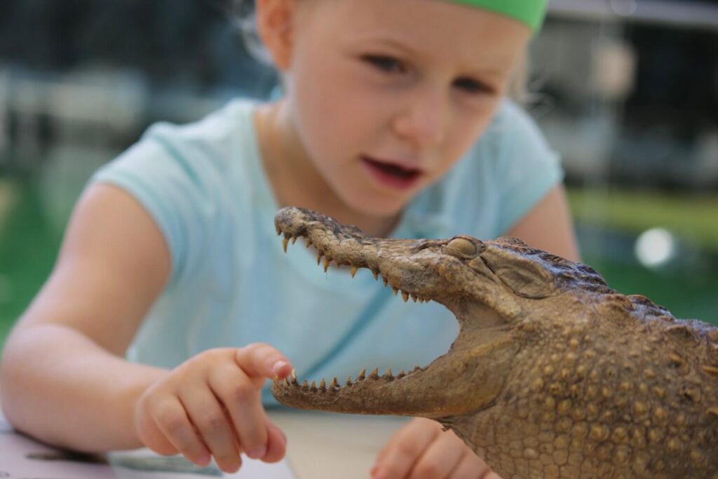 Ein Kind berührt die Zähne von einem ausgestopften Krokodil