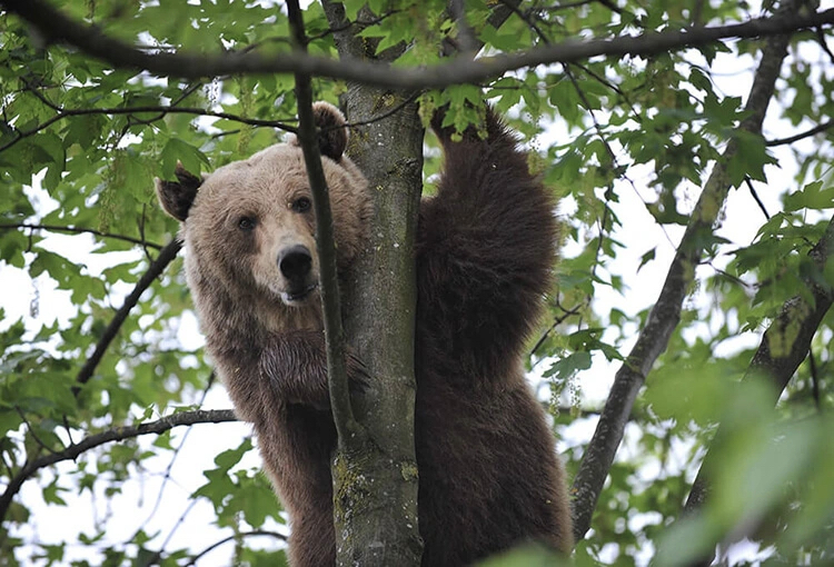 Ein Bär klettert auf einen Baum