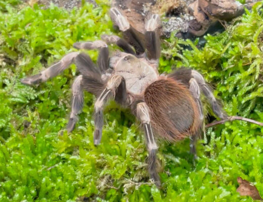 Nahaufnahme einer Rotweissen Brasilianischen Vogelspinne