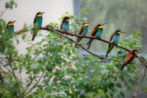 Sieben Bienenfresser sitzen auf einem langen Ast, der von links nach rechts verläuft. Die Vögel haben alle bunte Gefieder mit grünen, gelben und braunen Tönen.