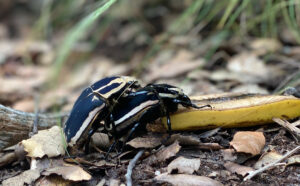 Goliathkäfer_IMG_0960