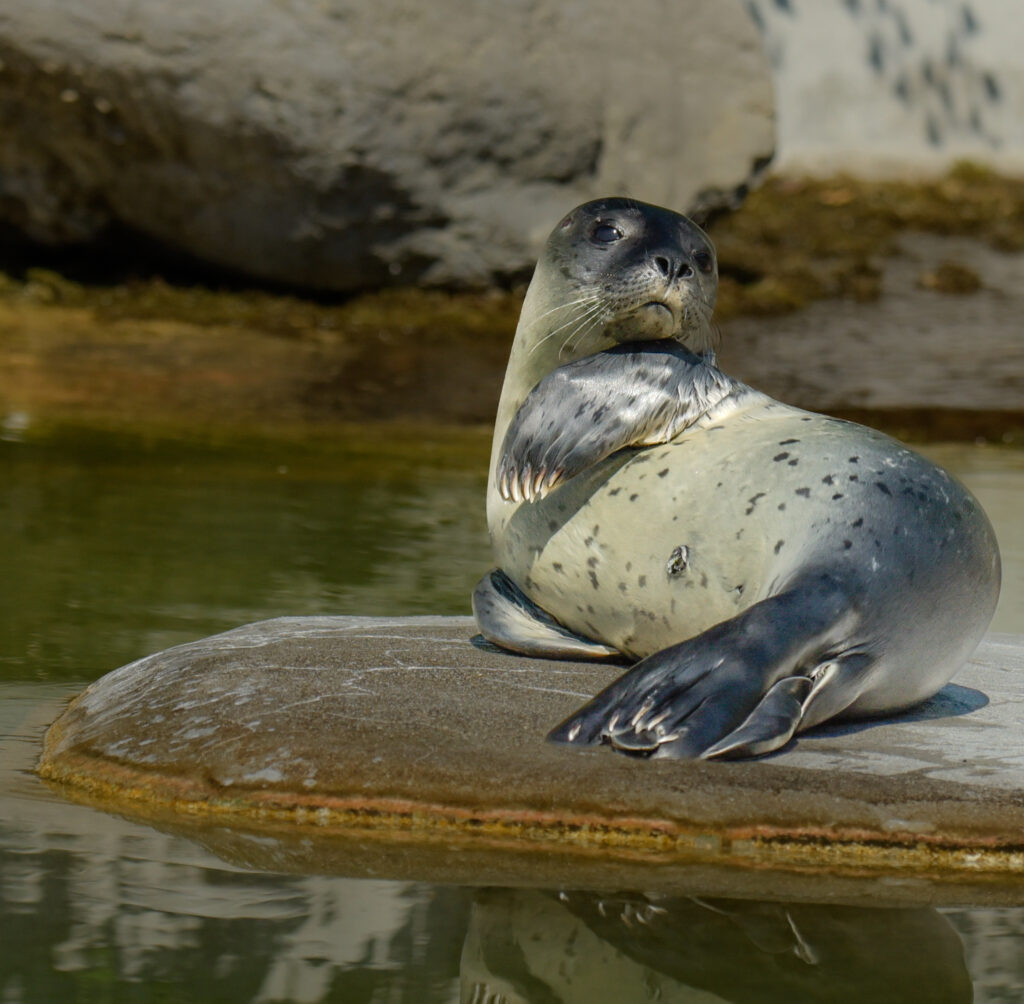 Seehund_2015-08-05_Foto Slezak-1404