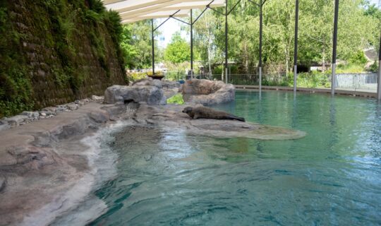 Seehunde sind zurück Tierpark Bern