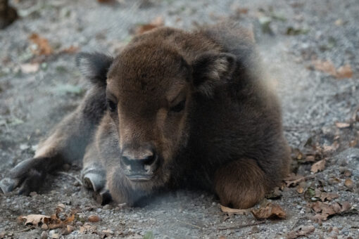 Wisent Jungtier