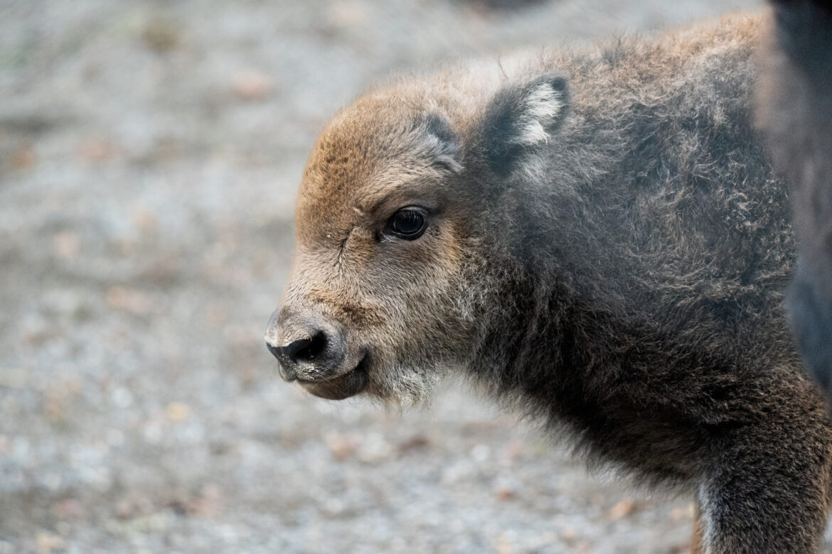 Wisent Jungtier