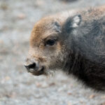 Wisent Jungtier