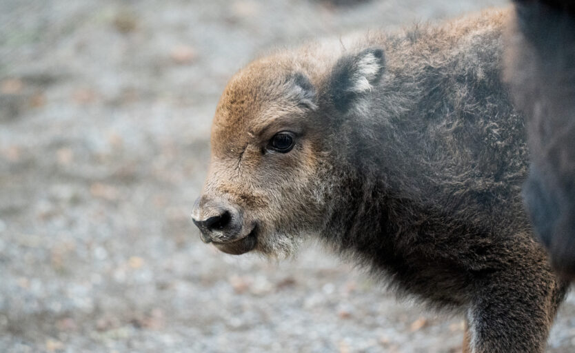 Wisent Jungtier