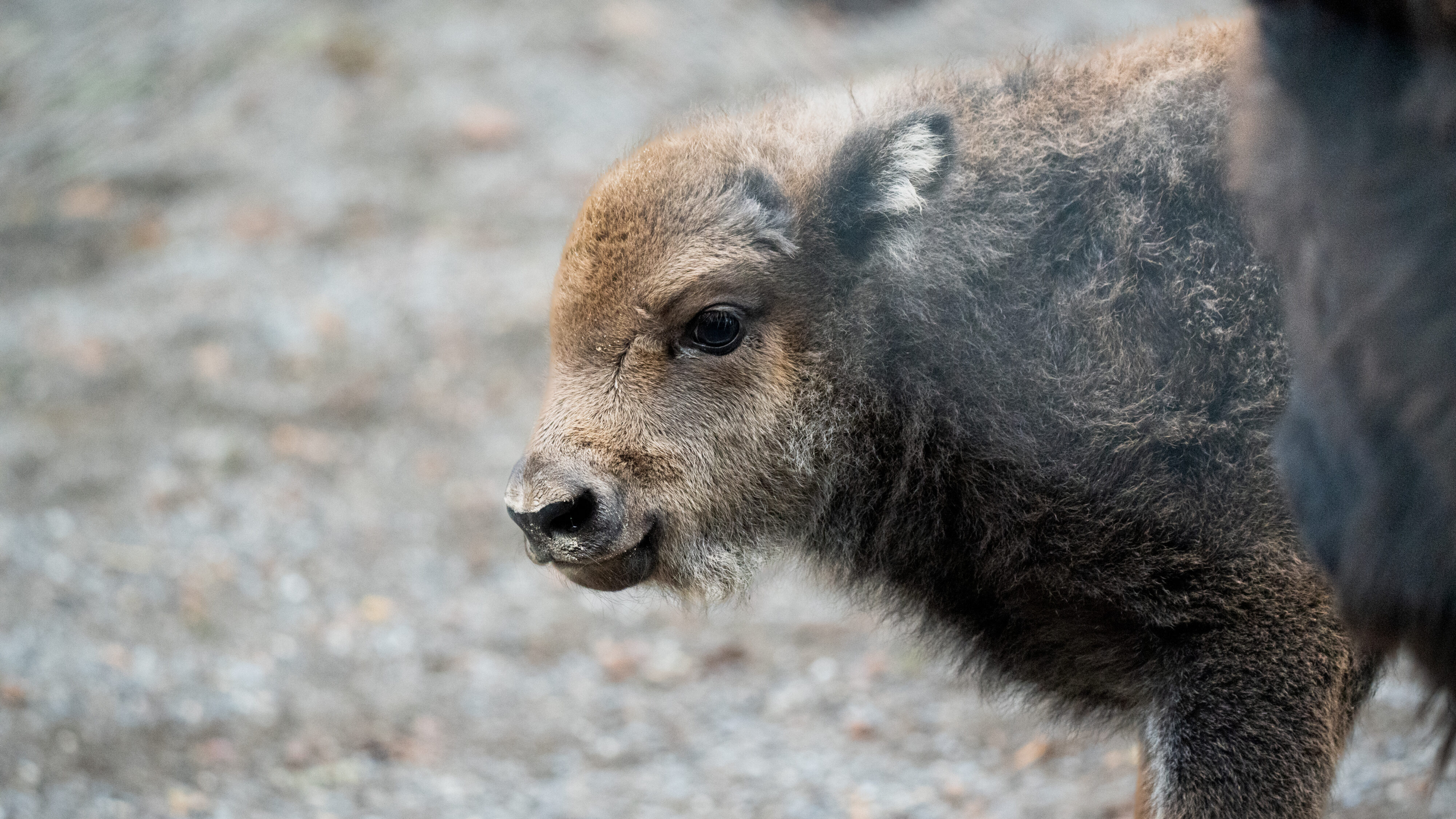 Wisent Jungtier