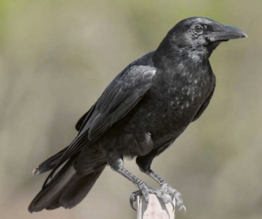 rabenkrähe
