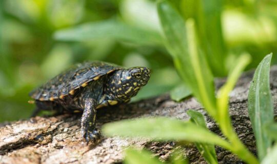 Sumpfschildkröten Sumpfschildkröten