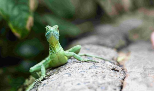 Nachaufnahme eines stirnlappenbasilisk