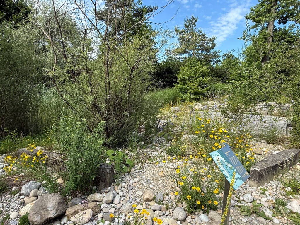 Wiese BF - Raupe 2025-07-02