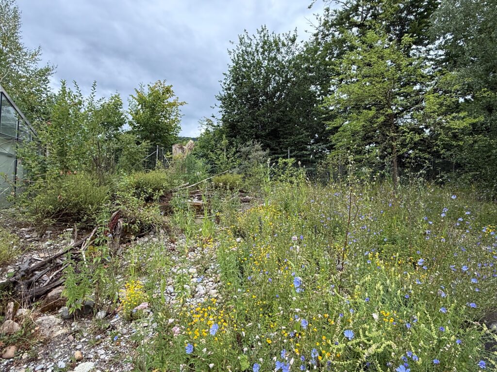 Blumenwiese Seehund im Jahr 2025
