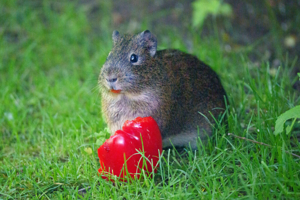 Wildmeerschweinchen_21.05.2026_Foto_Schuetz-08937