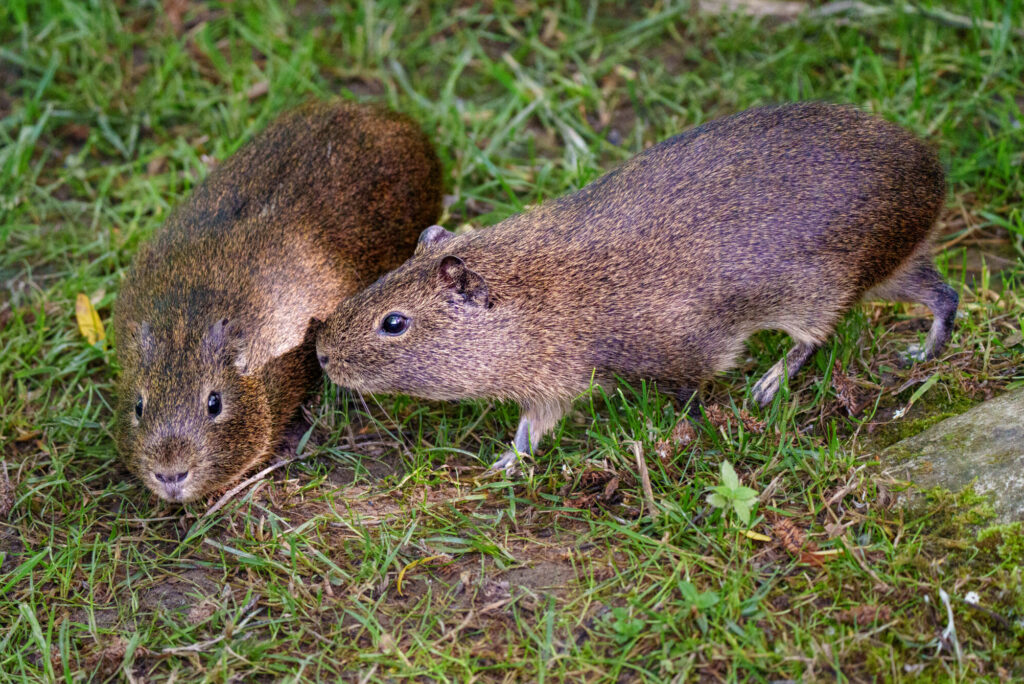 Wildmeerschweinchen_21.05.2026_Foto_Schuetz-08981