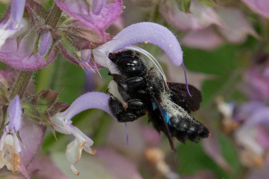 Grosse Holzbiene (Foto Grosse Holzbiene)