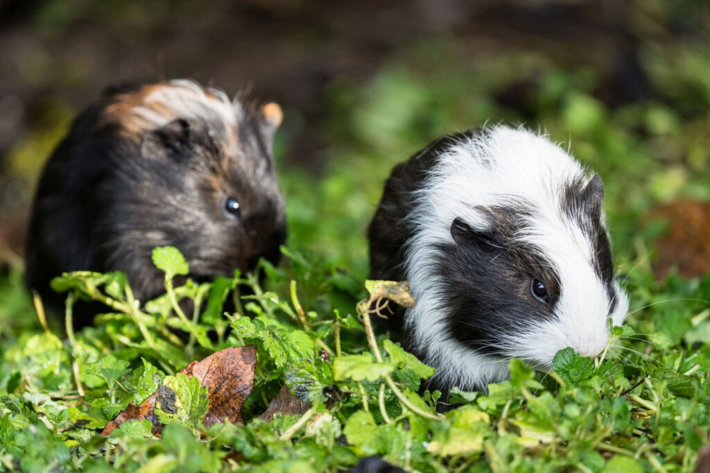 meerschweinchen_T4A5725